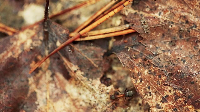 一棵倒下的老树干上的红森林蚂蚁。蚂蚁在蚁丘里移动