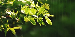 雨后花园的绿叶与雨季的特写——与大自然一起清新