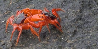 两只红蟹在斯Similan岛打架