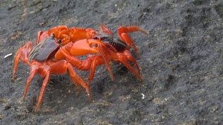 两只红蟹在斯Similan岛打架视频素材模板下载