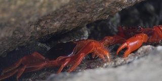 两只红蟹在斯Similan岛的裂缝里打架