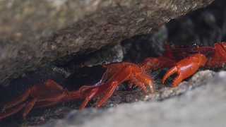 两只红蟹在斯Similan岛的裂缝里打架视频素材模板下载