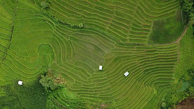 泰国北部的稻田俯视图