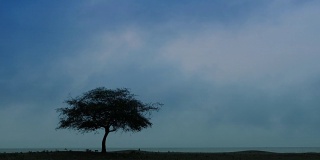 大树，海景背景，蓝天