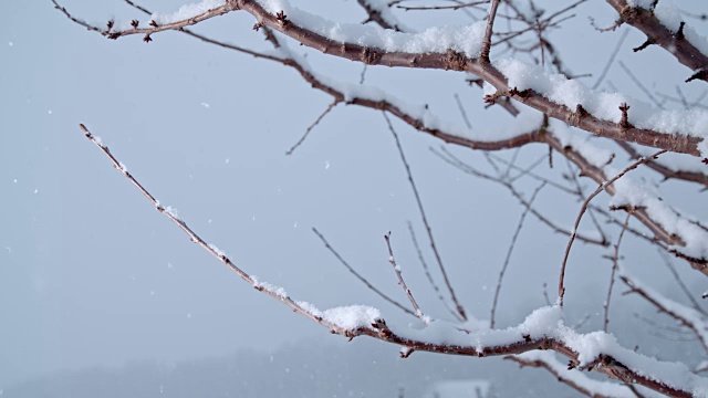 雪落在冬天的树枝上，动作超级慢