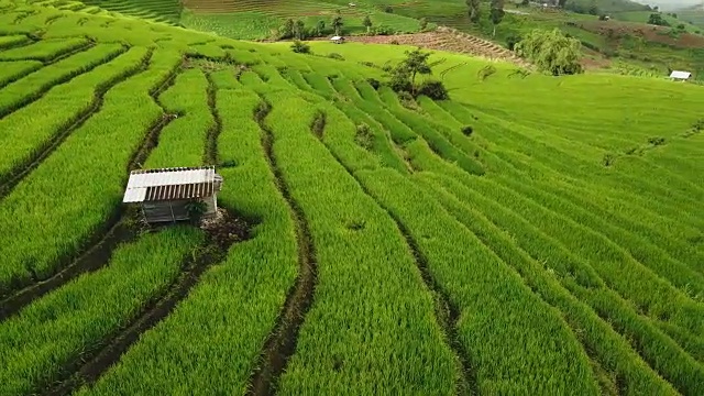 泰国北部的稻田俯视图