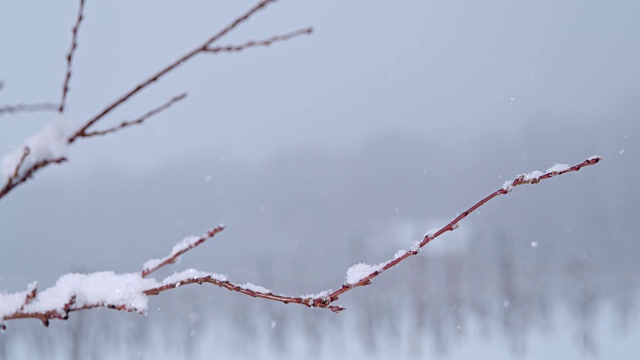 雪落在冬天的树枝上，动作超级慢
