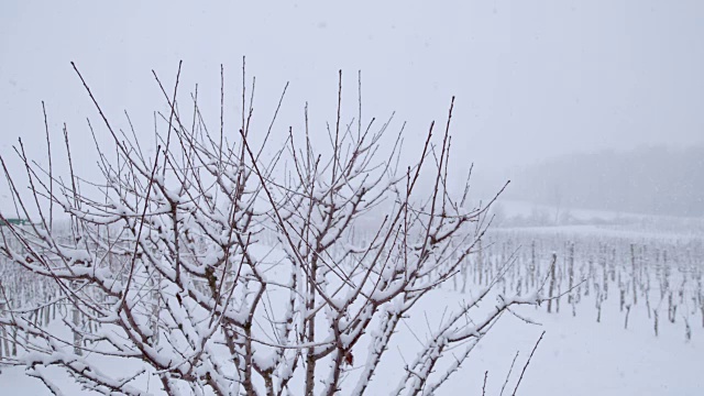 雪花飘落在宁静的冬天的树和葡萄园，超级慢镜头
