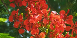 近距离的红色皇家凤凰树，火焰boyant，火焰树，美丽的花在夏天的泰国。