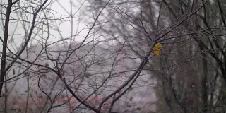 光秃秃的树木和飘雪的晚秋景象