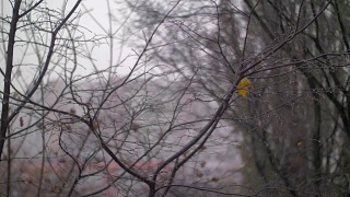 光秃秃的树木和飘雪的晚秋景象视频素材模板下载