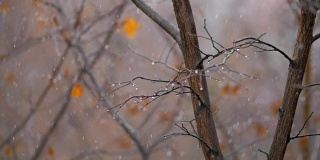 沉闷的深秋景象。光秃秃的树木和飘落的雪花