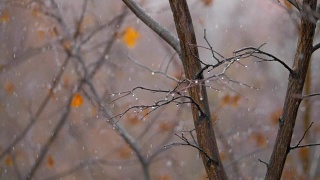 沉闷的深秋景象。光秃秃的树木和飘落的雪花视频素材模板下载