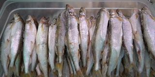 近距离拍摄海鲜市场柜台上的许多冻鱼