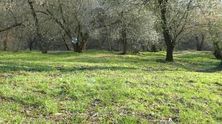 草地上的肥皂泡，草地的背景。在树前视频素材模板下载