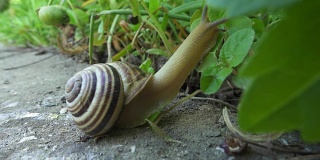 蜗牛在石头上爬行，吃树叶。耳蜗在地上爬行，吃草。