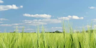 田野里种着绿色的小麦。