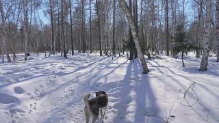 美丽的女人和小孩走在冬天的森林与哈士奇狗。快乐的年轻母亲和女儿在冬季公园与哈士奇狗。雪林中的西伯利亚哈士奇。视频素材模板下载