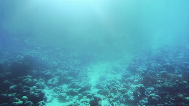 水下拍摄的海洋生命，珊瑚礁，鱼在美丽的水颜色的海蓝宝石。