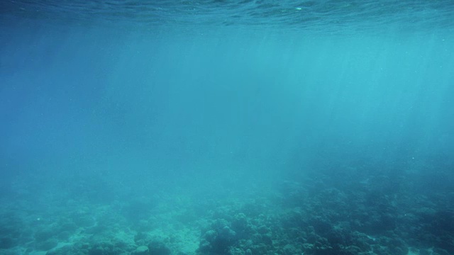 水下拍摄的海洋生命，珊瑚礁，鱼在美丽的水颜色的海蓝宝石。阳光照进来。