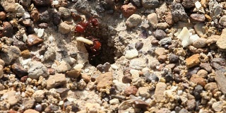 红色收割蚂蚁宏