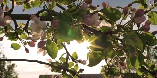 盛开的花苹果树摇摆在风和阳光透过它的叶子