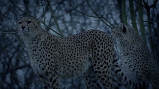 晚上的猎豹视频素材模板下载