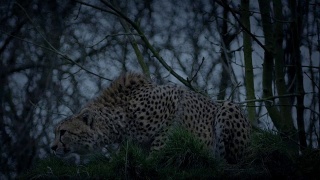 猎豹在晚上蹲下，悄悄地离开视频素材模板下载