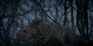 猎豹在晚上蹲下，悄悄地离开