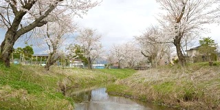 樱花和宁静的河在大野Hakkai，慢镜头