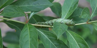 番茄角毛虫(Manduca quinquemaculata)