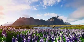 冰岛风景如画的森林和山脉。野生的蓝色羽扇豆在夏天开花