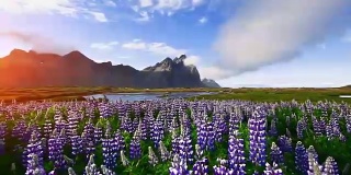 冰岛风景如画的森林和山脉。野生的蓝色羽扇豆在夏天开花