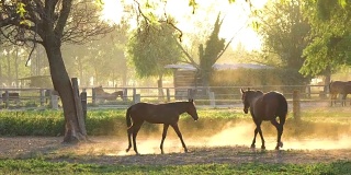 可爱的小马跟着一匹更大的马在令人窒息的阳光照耀的牧场周围