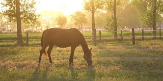 在令人叹为观止的春天日出中，孤独的年轻母马在朦胧的绿色草地上进食