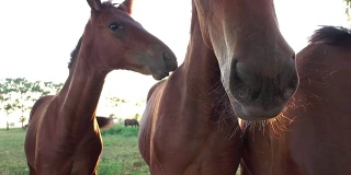 近距离观察:三匹可爱的小马互相咬着对方的脖子。