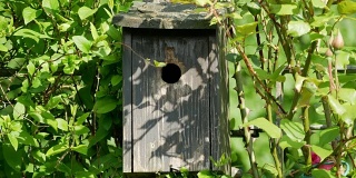 大山雀在巢箱中喂养幼鸟