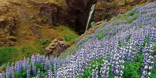 冰岛风景如画的森林和山脉。野生的蓝色羽扇豆在夏天开花。最美丽的瀑布