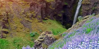 冰岛风景如画的森林和山脉。野生的蓝色羽扇豆在夏天开花。最美丽的瀑布