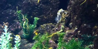 海马鱼在大水族馆里游泳