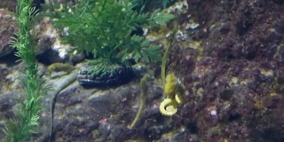 海马鱼在大水族馆里游泳