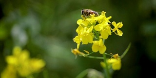 蜜蜂从芥菜花蜜中采集花蜜的慢动作。