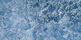 森林里白雪皑皑的树枝。冬天的童话背景