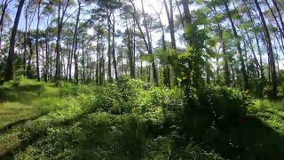 万向节:穿越春天森林视频素材模板下载