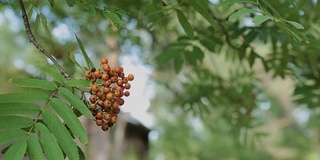 特写的橙色花楸浆果或山梣树成熟的浆果在秋天