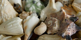 不同的混合彩色贝壳作为背景。各种珊瑚，海洋软体动物和扇贝壳。
