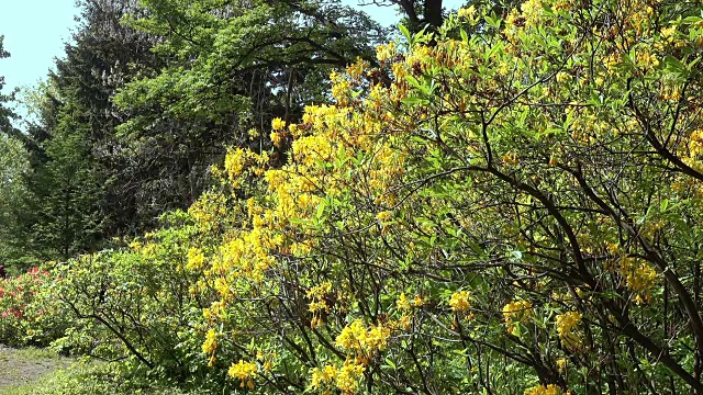 黄色的杜鹃花灌木和树木在一个春天的公园