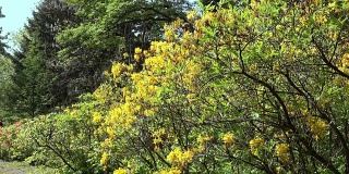 黄色的杜鹃花灌木和树木在一个春天的公园