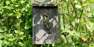 大山雀在巢箱中喂养幼鸟