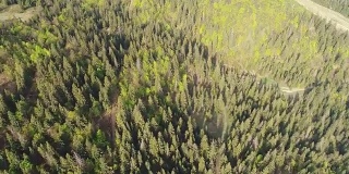飞越群山中的森林。乌克兰喀尔巴阡的鸟瞰图